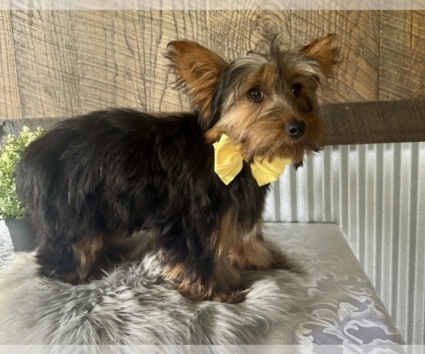 Medium Photo #5 Yorkshire Terrier Puppy For Sale in NAPPANEE, IN, USA