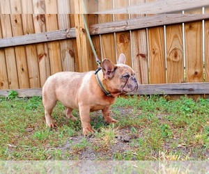 French Bulldog Puppy for Sale in CONVERSE, Texas USA