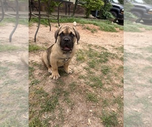 Cane Corso Puppy for sale in FAIRBURN, GA, USA