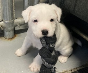 Parson Russell Terrier Puppy for sale in NEW HAMPTON, NY, USA