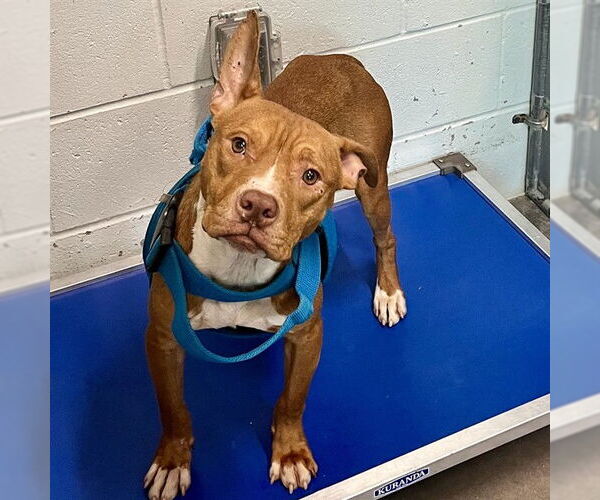 Medium Photo #1 American Pit Bull Terrier-Unknown Mix Puppy For Sale in Tavares, FL, USA