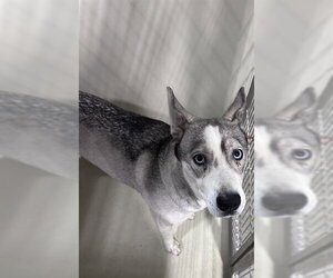 Siberian Husky Dogs for adoption in Bakersfield, CA, USA