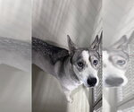 *ANGEL - Female Siberian Husky Dog for Adoption - Small photo