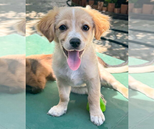 Medium Photo #1 Chihuahua-Colonial Cocker Spaniel Mix Puppy For Sale in Corona, CA, USA