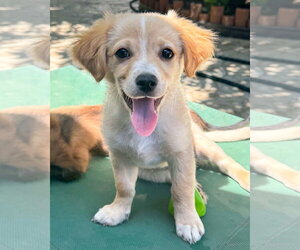 Chihuahua-Colonial Cocker Spaniel Mix Dogs for adoption in Corona, CA, USA