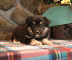 Boykin Spaniel Puppy for sale in WESTFIELD, MA, USA