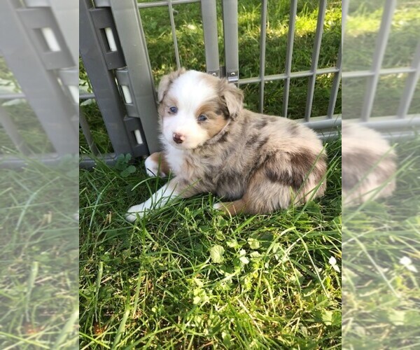 Medium Photo #9 Australian Shepherd Puppy For Sale in ZANESVILLE, OH, USA