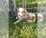 Small Photo #9 Australian Shepherd Puppy For Sale in ZANESVILLE, OH, USA