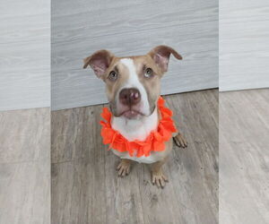 Marley - Male Mutt Dog for Adoption - Photo #23