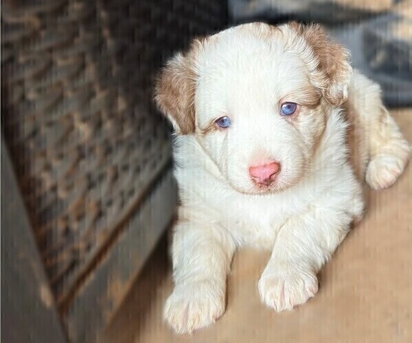 Medium Photo #9 Miniature Australian Shepherd Puppy For Sale in MIDLAND, TX, USA