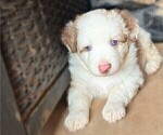 Small Photo #9 Miniature Australian Shepherd Puppy For Sale in MIDLAND, TX, USA