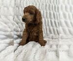 Small Photo #4 Poodle (Standard) Puppy For Sale in GARY, TX, USA