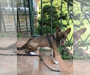 Boston Terrier Dogs for adoption in Crete, IL, USA