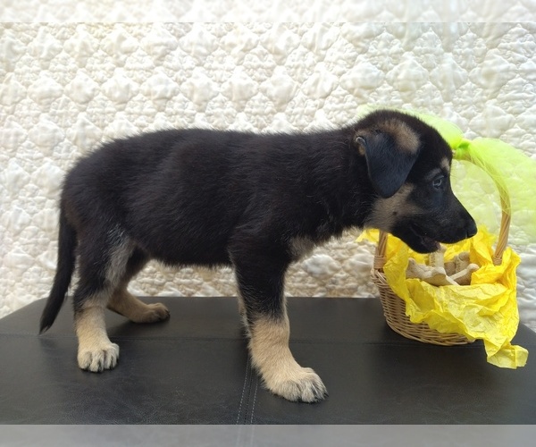 Medium Photo #5 German Shepherd Dog Puppy For Sale in DRURY, MO, USA