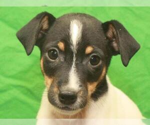 Jack Russell Terrier Puppy for sale in SHAWNEE, OK, USA
