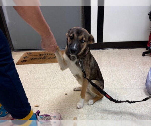Medium Photo #1 Gerberian Shepsky Puppy For Sale in Sugar Land, TX, USA