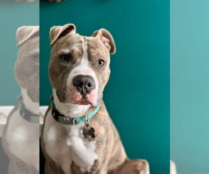 Ronnie - Male American Pit Bull Terrier Dog for Adoption - Photo #8