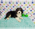 Small Photo #7 Bernedoodle Puppy For Sale in COLORADO SPRINGS, CO, USA