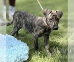 Small #1 Catahoula Leopard Dog Mix