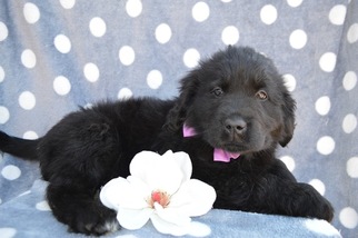 Newfoundland Puppy for sale in EAST EARL, PA, USA