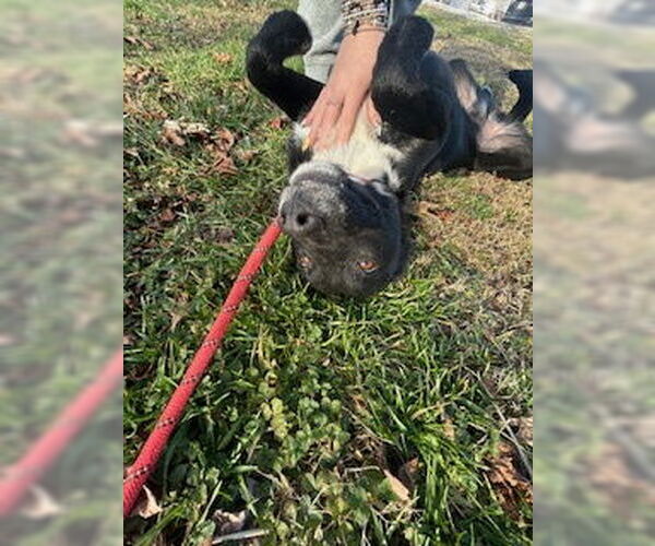 Medium Photo #2 Labrador Retriever-Unknown Mix Puppy For Sale in Sparta, TN, USA