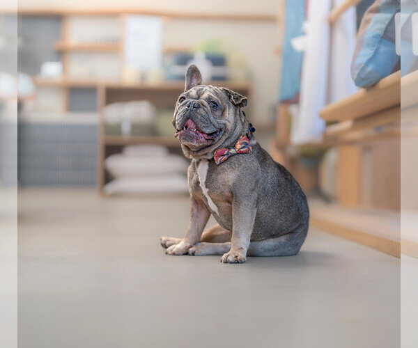 Medium Photo #6 French Bulldog Puppy For Sale in Marina Del Rey, CA, USA