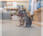 Small #5 French Bulldog