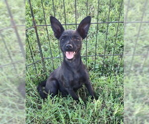 Teeny (TX) - Female Mutt Dog for Adoption - Photo #3