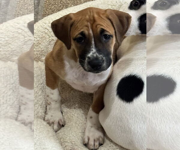 Medium Photo #1 Labrador Retriever-Unknown Mix Puppy For Sale in Sanford, FL, USA