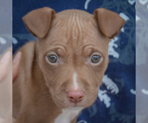 Medium Photo #1 American Staffordshire Terrier-Boxer Mix Puppy For Sale in Huntley, IL, USA