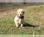 Small Photo #9 Golden Retriever Puppy For Sale in ATHENS, GA, USA