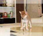 Small Shiba Inu
