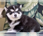 Small Photo #4 Pomsky-Siberian Husky Mix Puppy For Sale in WINDERMERE, FL, USA