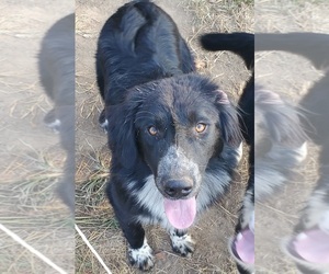 Australian Retriever Dog for Adoption in FARMINGTON, Missouri USA