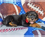 Small Photo #5 Rottweiler Puppy For Sale in GLEN ROCK, PA, USA