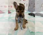 Small Photo #4 German Shepherd Dog Puppy For Sale in SKOKIE, IL, USA