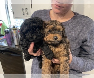 Poodle (Toy) Puppy for sale in BOYERTOWN, PA, USA