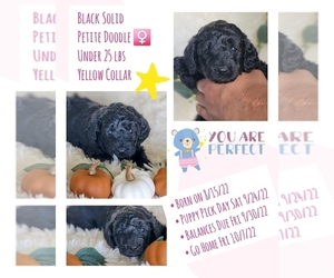 Goldendoodle Puppy for Sale in ROCKLEDGE, Florida USA