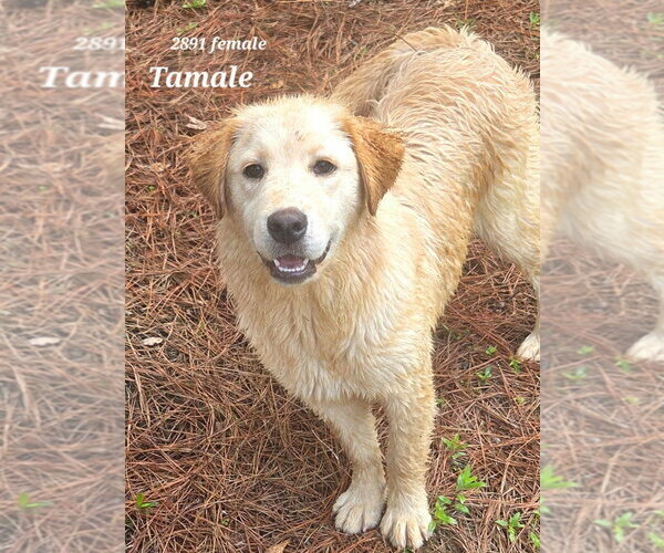 Medium Photo #2 Retriever -Unknown Mix Puppy For Sale in Canton, CT, USA