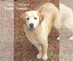 Small #1 Retriever  Mix