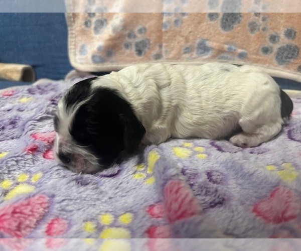 Medium Photo #18 Cocker Spaniel Puppy For Sale in MARTIN, GA, USA
