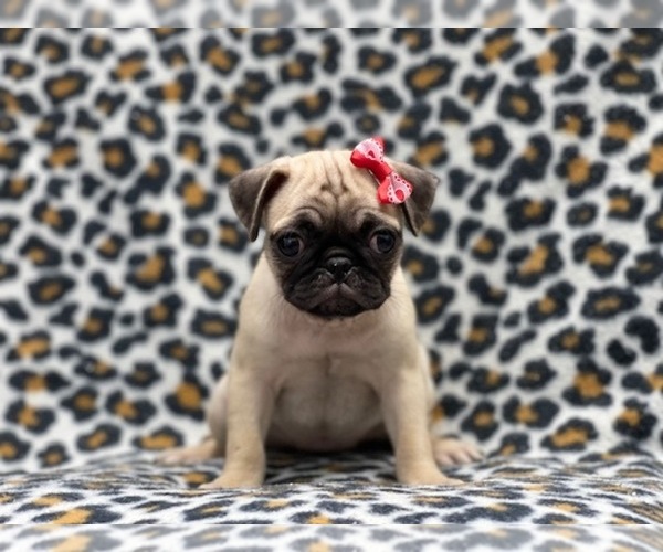 Medium Photo #4 Pug Puppy For Sale in LAKELAND, FL, USA