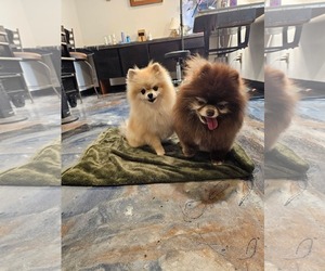 Pomeranian Dogs for adoption in Sioux Falls, SD, USA