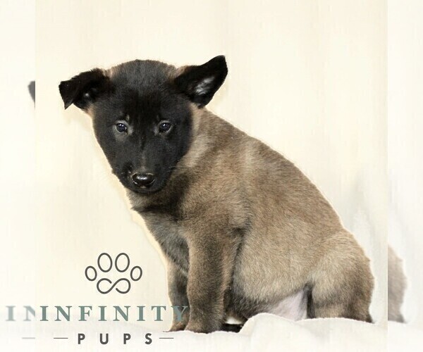Medium Photo #5 Belgian Malinois Puppy For Sale in RONKS, PA, USA
