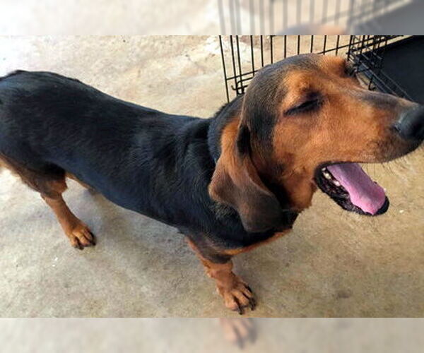 Medium Photo #2 Bagle Hound Puppy For Sale in Deepwater, NJ, USA