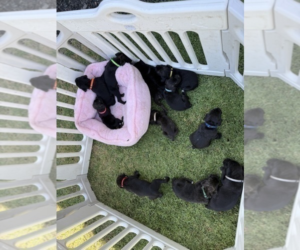 Medium Photo #45 Cane Corso Puppy For Sale in LIVERMORE, CA, USA