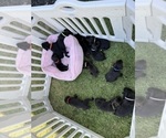 Small Photo #45 Cane Corso Puppy For Sale in LIVERMORE, CA, USA