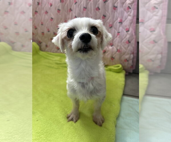 Medium Photo #6 Maltese Puppy For Sale in Pacolet, SC, USA