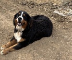 Small Photo #1 Bernese Mountain Dog Puppy For Sale in SECOR, IL, USA