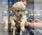 Small Photo #7 Golden Retriever Puppy For Sale in WASHINGTON, DC, USA